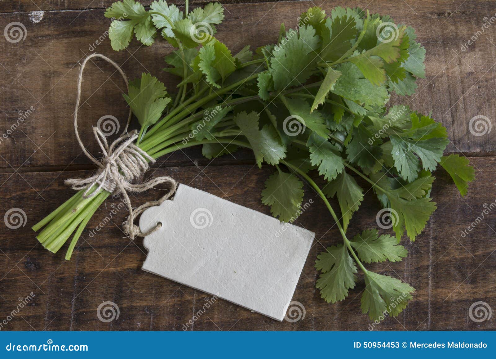 新鲜的香菜或香菜花束库存图片 图片包括有玻色子 路标 医药 调味料 饮食 礼服 草本
