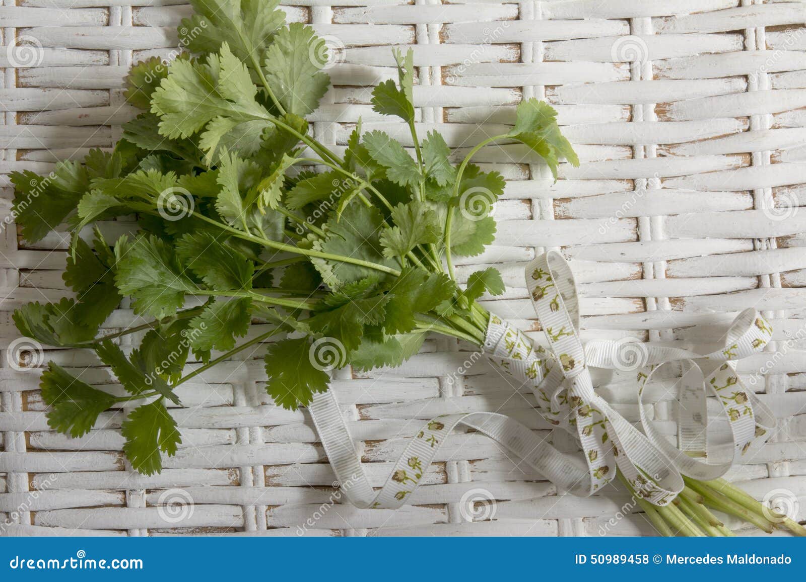 新鲜的香菜或香菜花束库存照片 图片包括有玻色子 礼服 自然 有机 背包 对象 芬芳 调味料