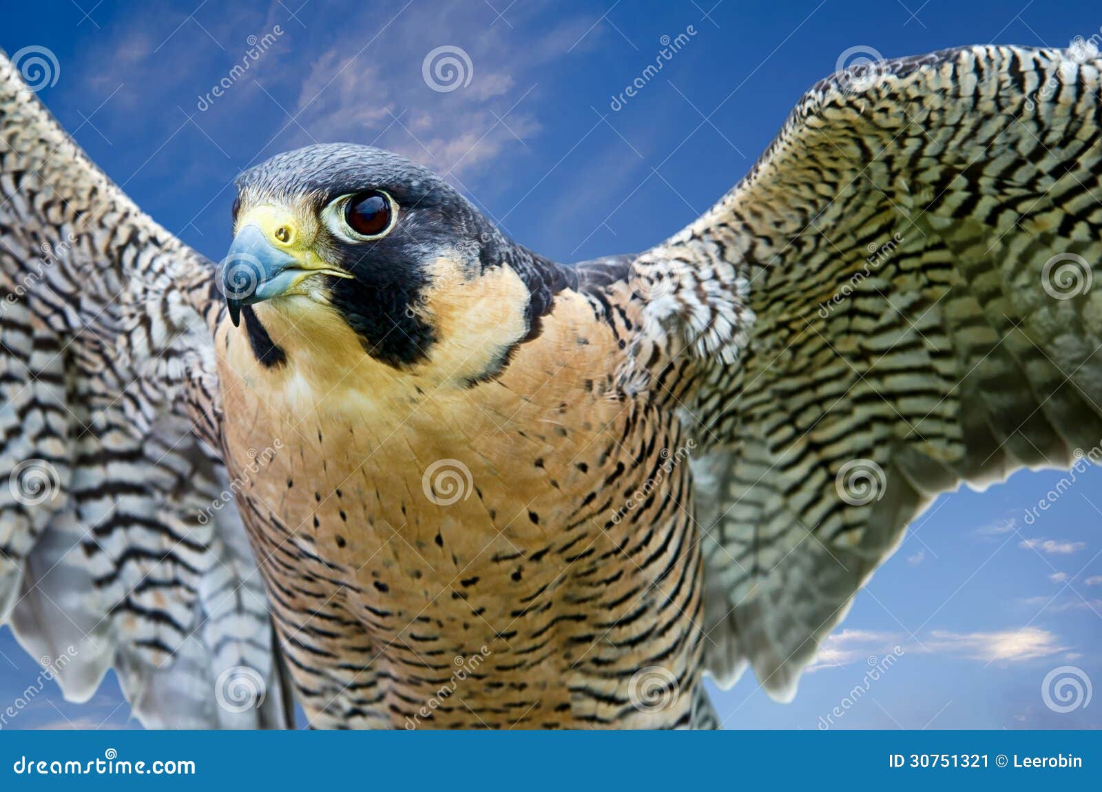 旅游猎鹰 游隼科peregrinus 库存图片 图片包括有蓝色 全身羽毛 食肉动物 猎鹰 野生生物