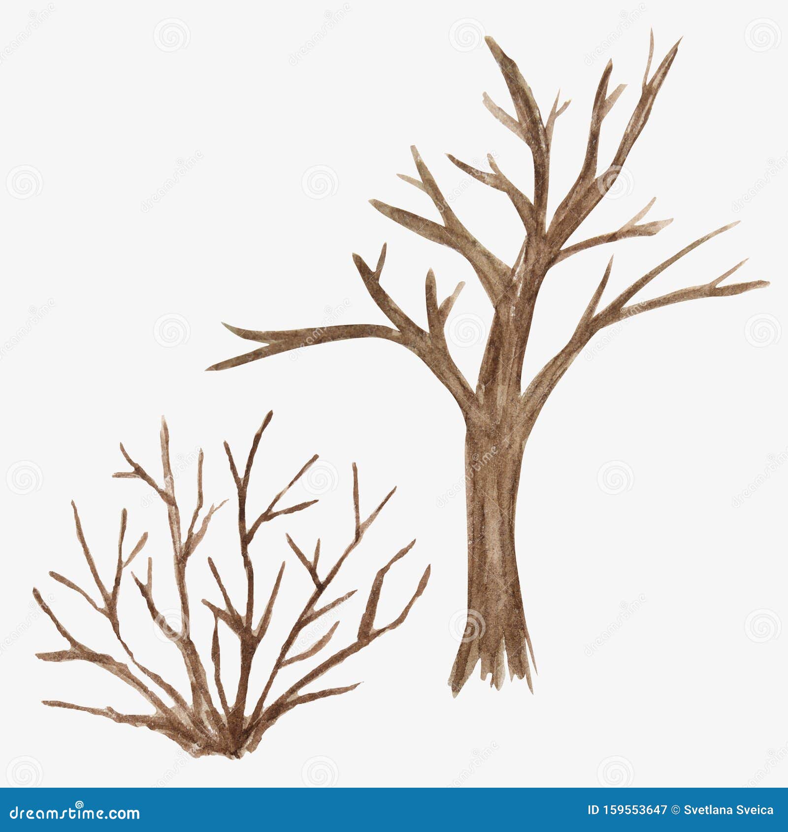 无叶死树水色插图白色隔离的冬秋春季棕树库存例证 插画包括有装饰 环境 背包 本质 橡木 无叶死树水色插图白色隔离的冬秋春季棕树库存例证 插画包括有装饰 环境 背包 本质 橡木