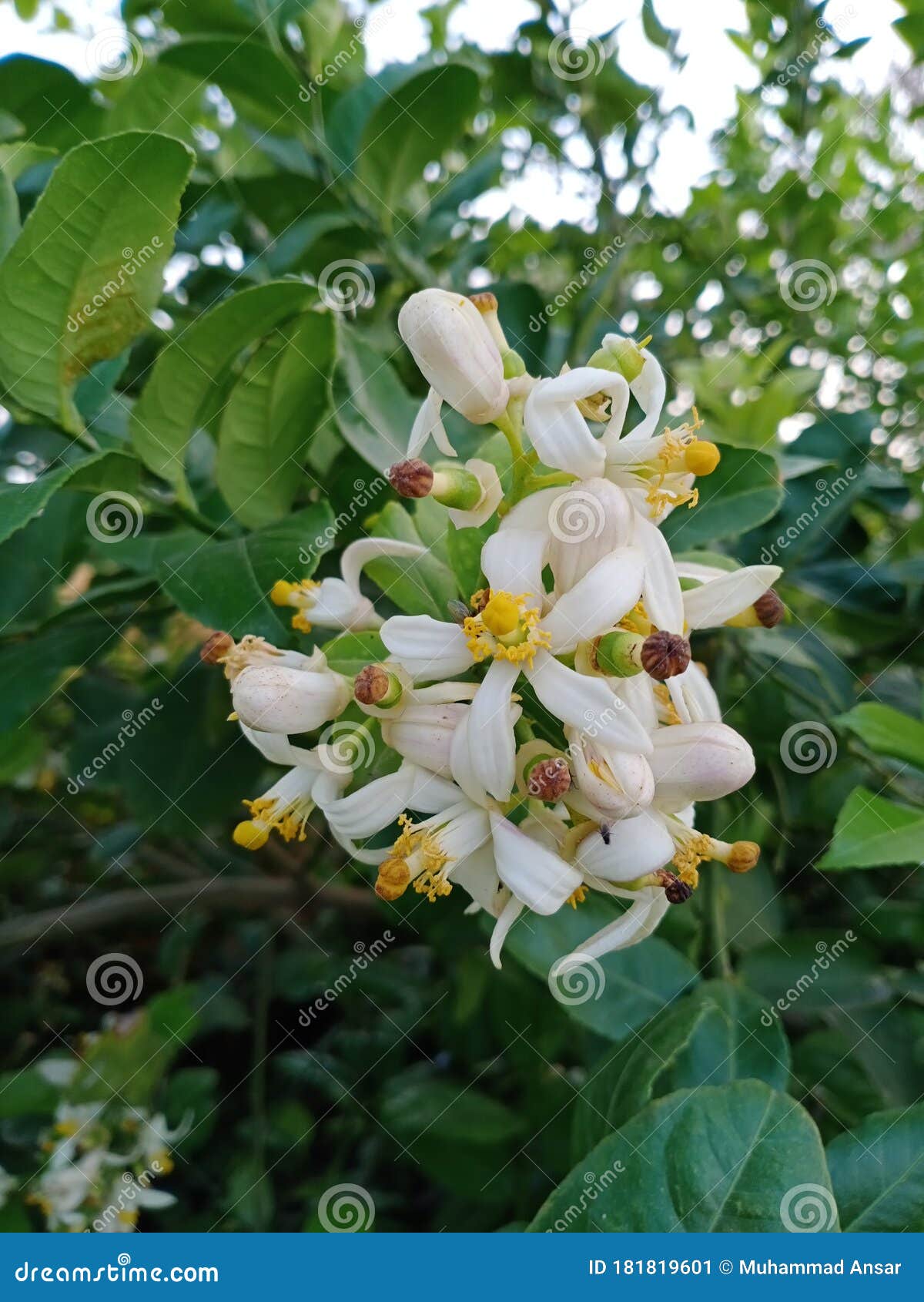 无核柠檬花的自然之美库存图片 图片包括有柠檬 无核 自然 天气 本质 水多
