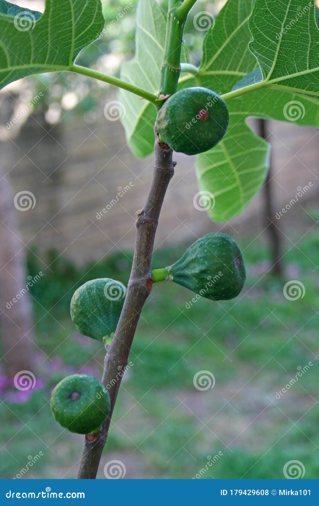 无花果或小无花果的花细节库存照片 图片包括有准备 捉住 结构树 详细资料 口味 年轻