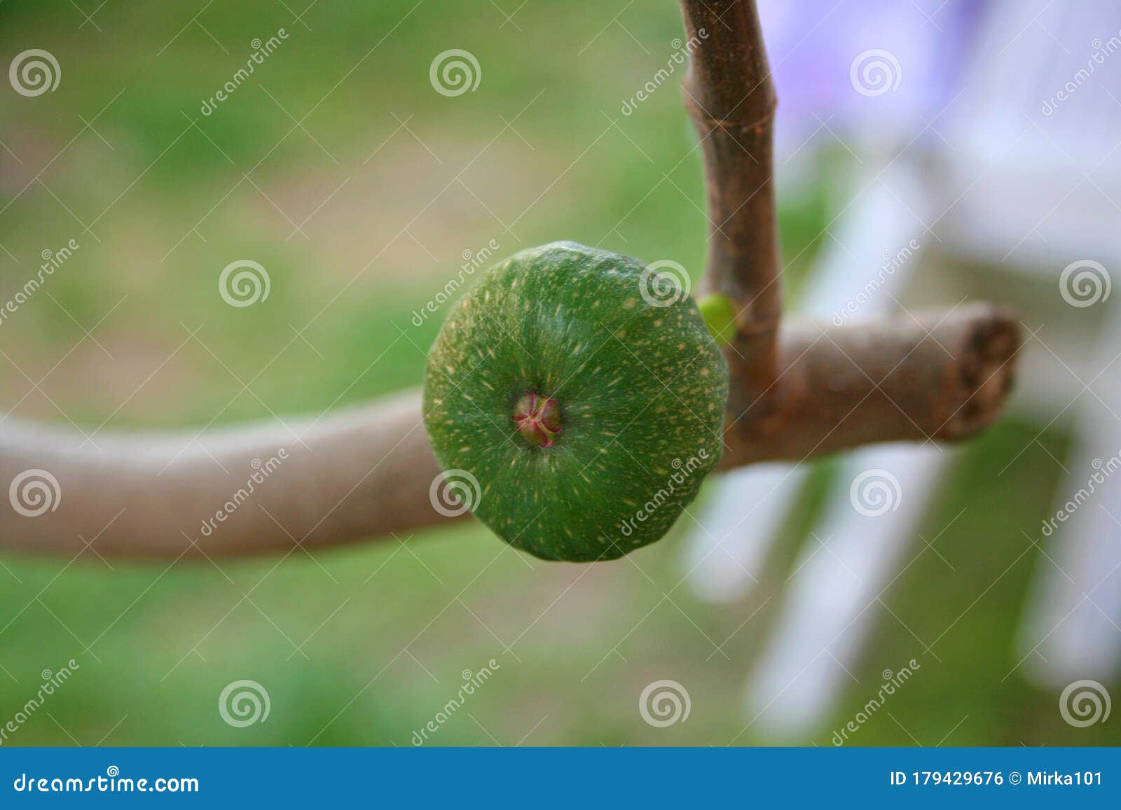 无花果或小无花果的花细节库存照片 图片包括有什么 采摘 堵塞 准备 现在 果子 这个