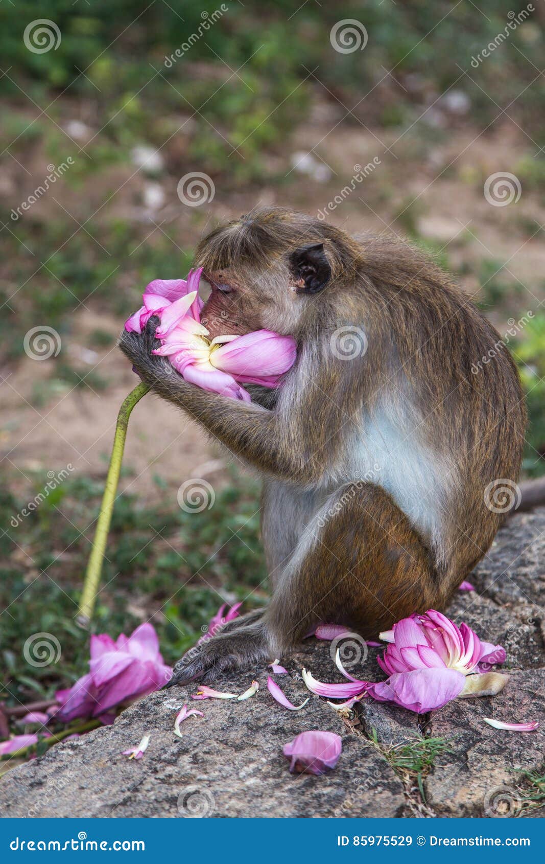 无边女帽短尾猿吃花 斯里兰卡的 Moneky 库存图片 图片包括有