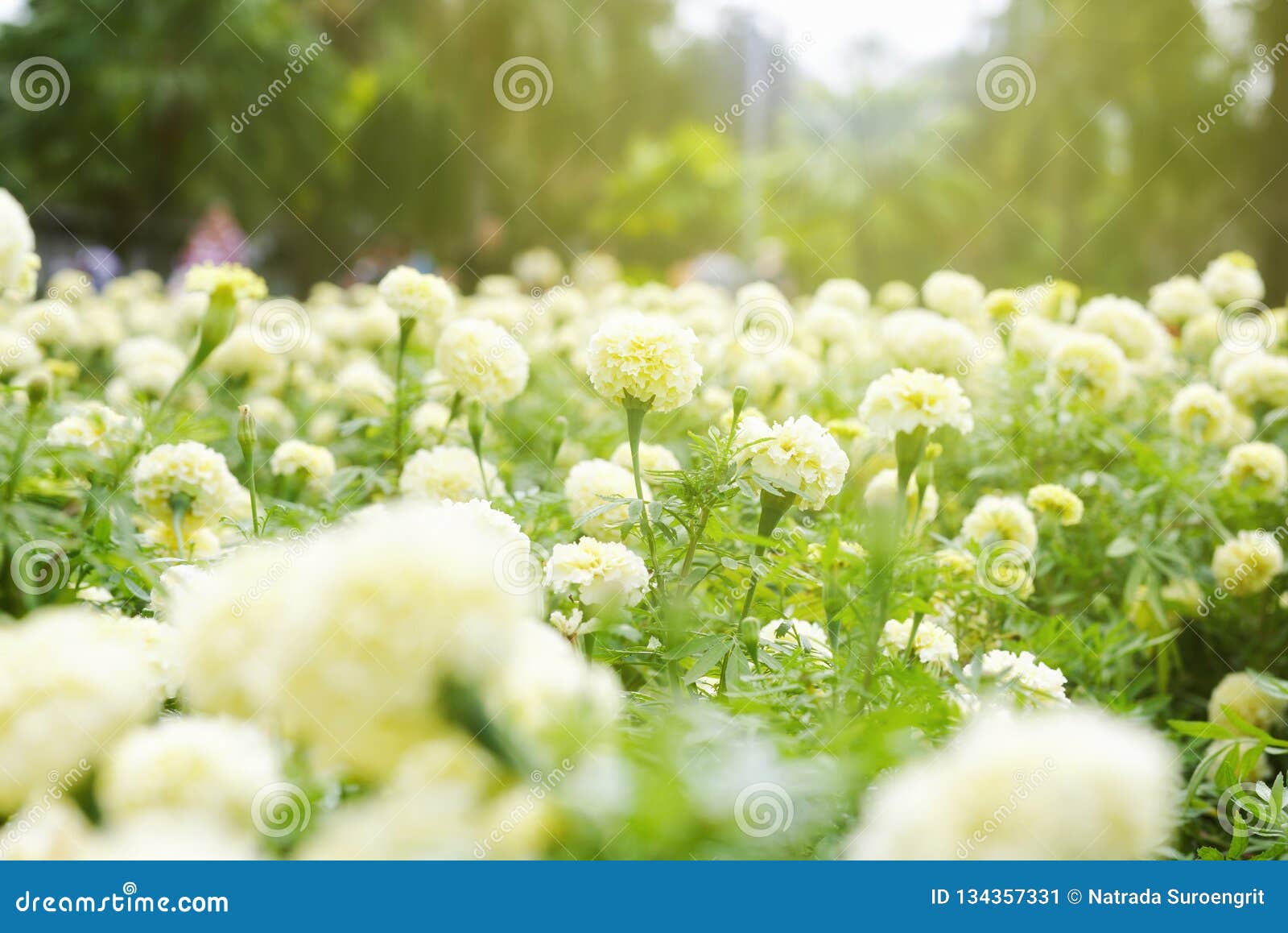 日出的白色万寿菊庭院库存图片 图片包括有万寿菊 背包 季节 从事园艺 花卉 黄色 开花 日出的白色万寿菊庭院库存图片 图片包括有万寿菊 背包 季节 从事园艺 花卉 黄色 开花