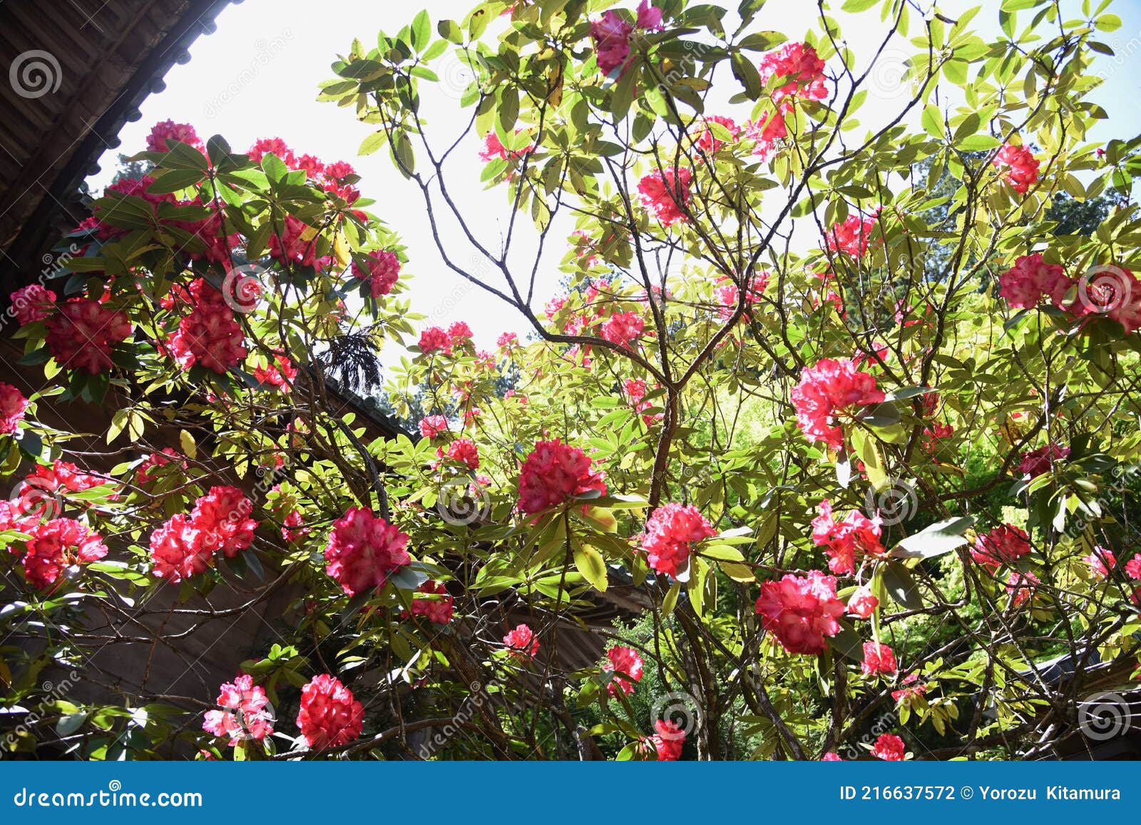 日本のお寺の境内にはシャクナゲの花が咲きます Stock Photo Image Of Blossom