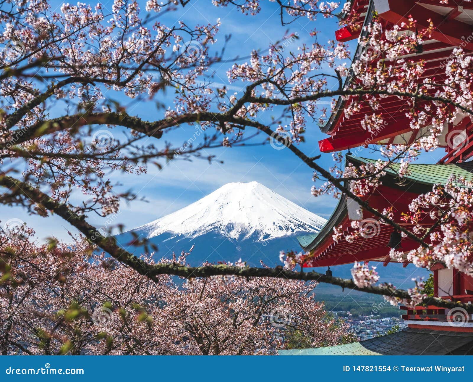 日本富士山佐仓有红色塔地标的东京樱花库存照片 图片包括有樱桃 场面 开花 旅游业 日语 日本富士山佐仓有红色塔地标的东京樱花库存照片 图片包括有樱桃 场面 开花 旅游业 日语