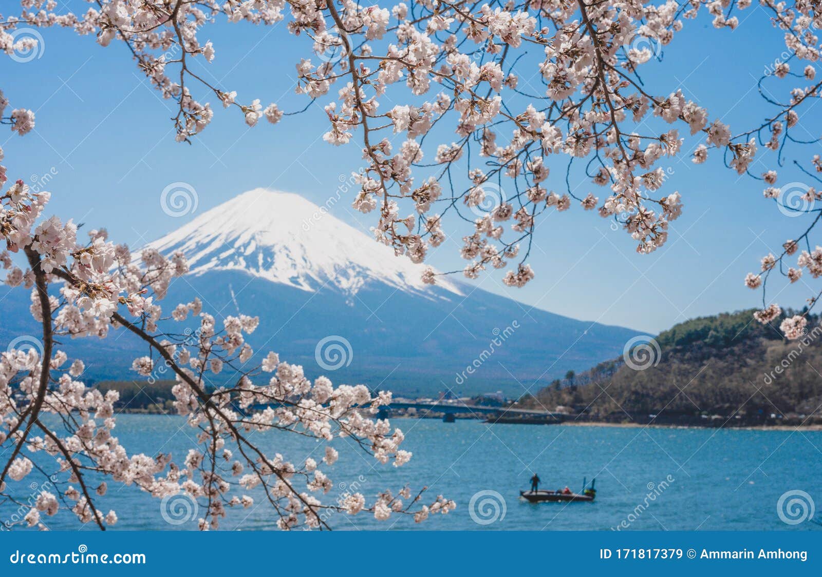 日本川古知子湖 富士山樱花或樱花库存图片 图片包括有早晨 东京 报废 季节 公园 季节性