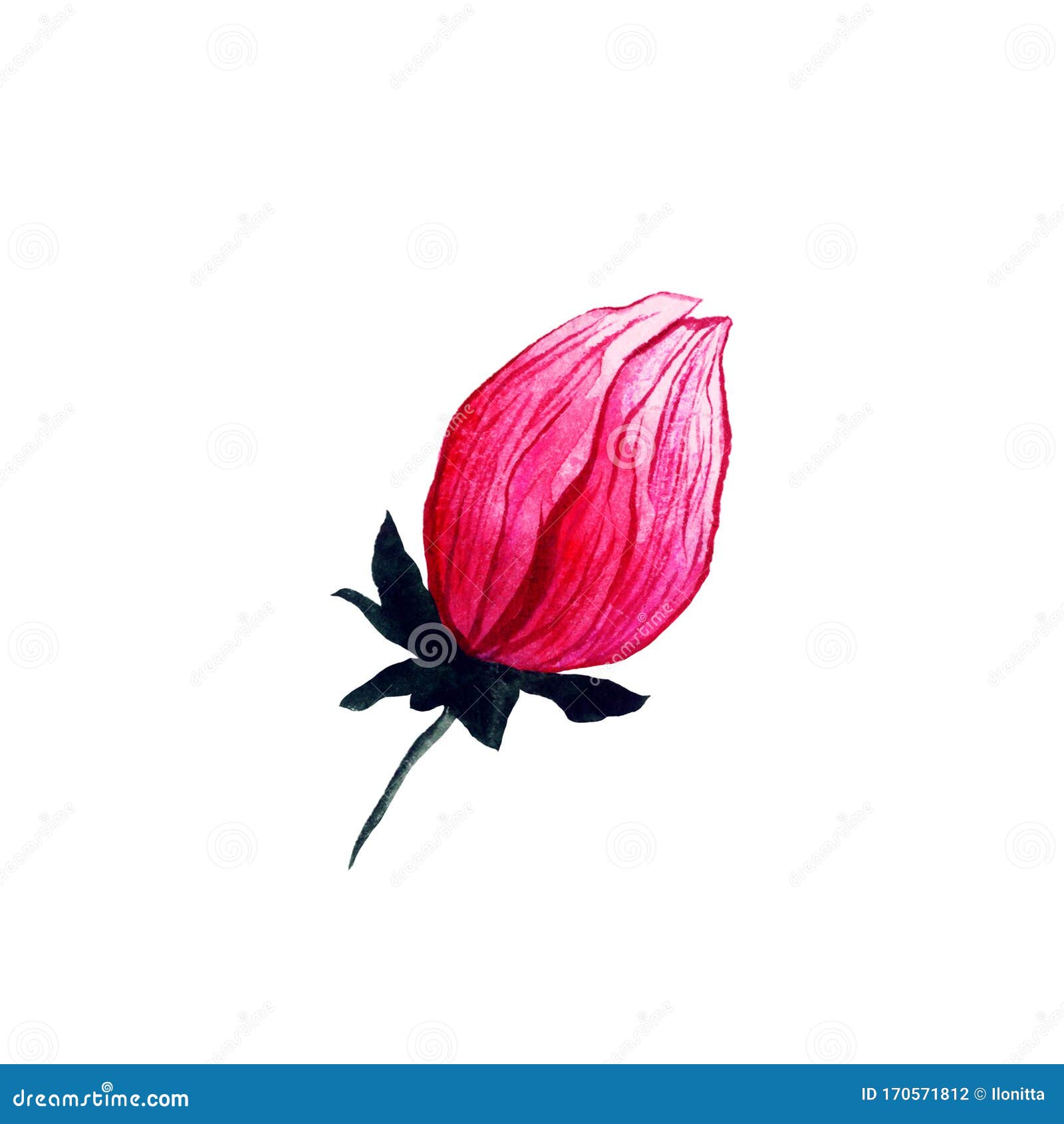 日本梅花 单粉花蕾水色库存例证 插画包括有花束 开花的 花卉 红色 一堆 开花 光栅