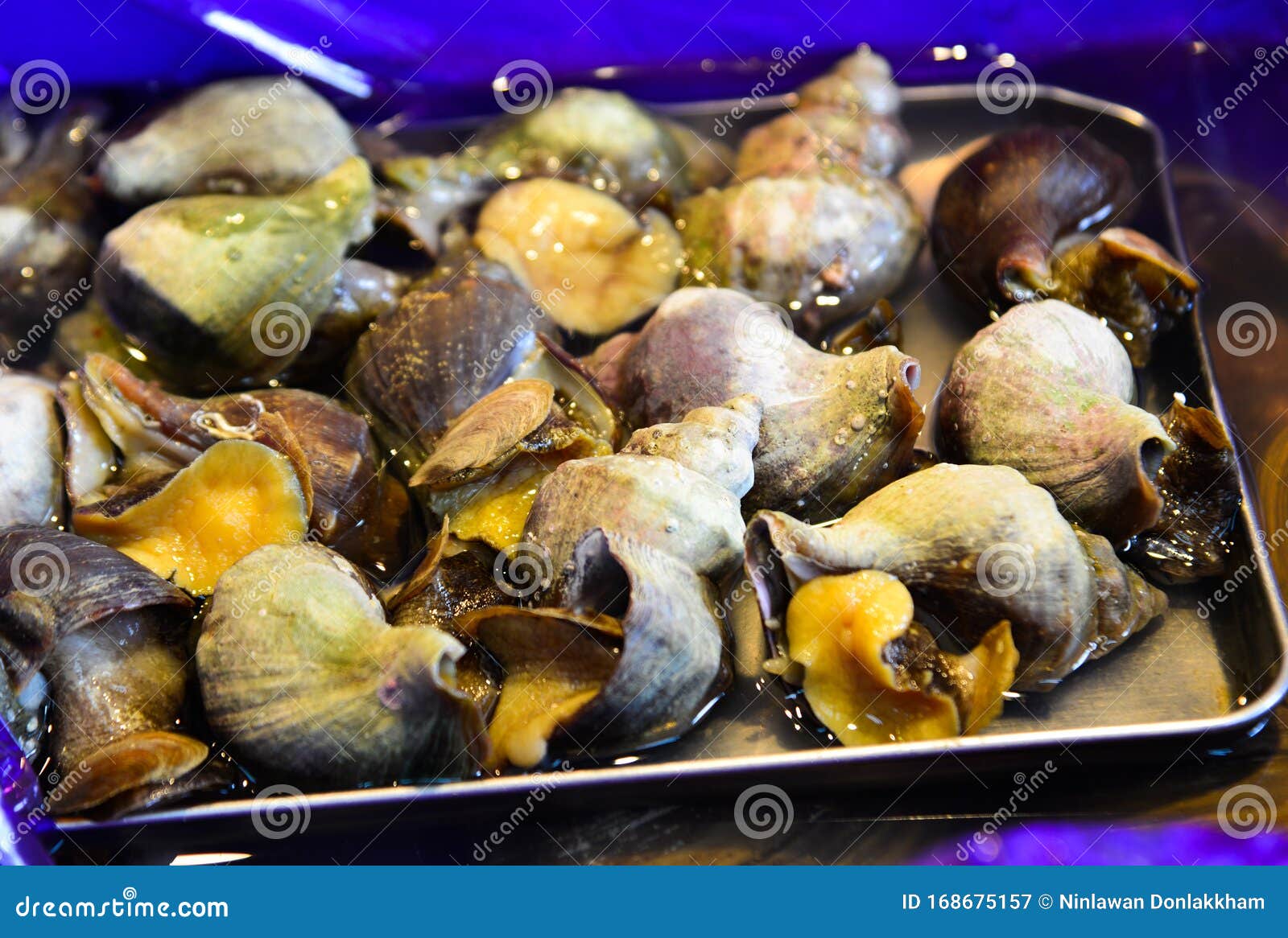 日本海螺海鲜市场库存图片 图片包括有圈子 海鲜 贝类 生物 聚会所 模式 贝壳 水生
