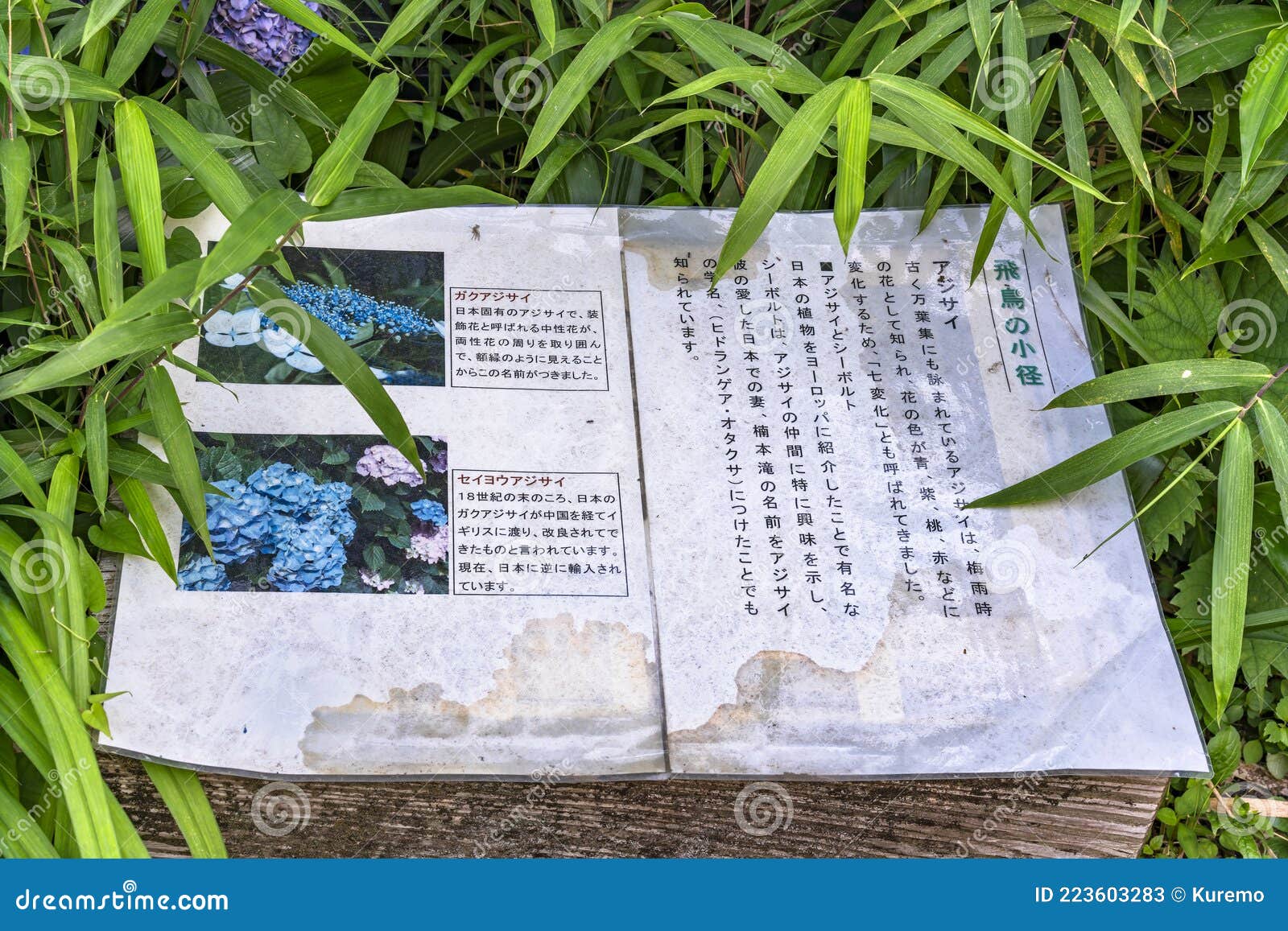 日本绣球花在浅花冈道的历史标志牌 编辑类库存照片 图片包括有说明 日语 教育 叶子 道路