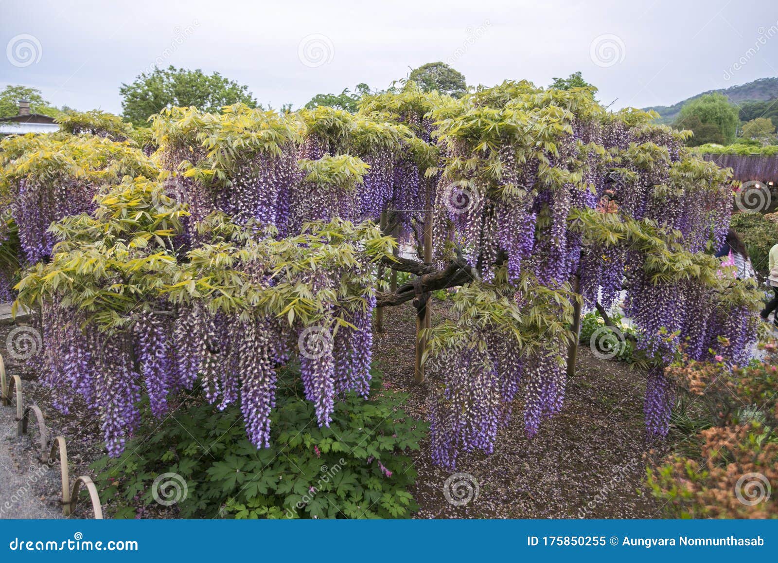 日本花园紫藤花绽放库存图片 图片包括有平安 足利 放松 庭院 绿色 日语 日本 紫藤