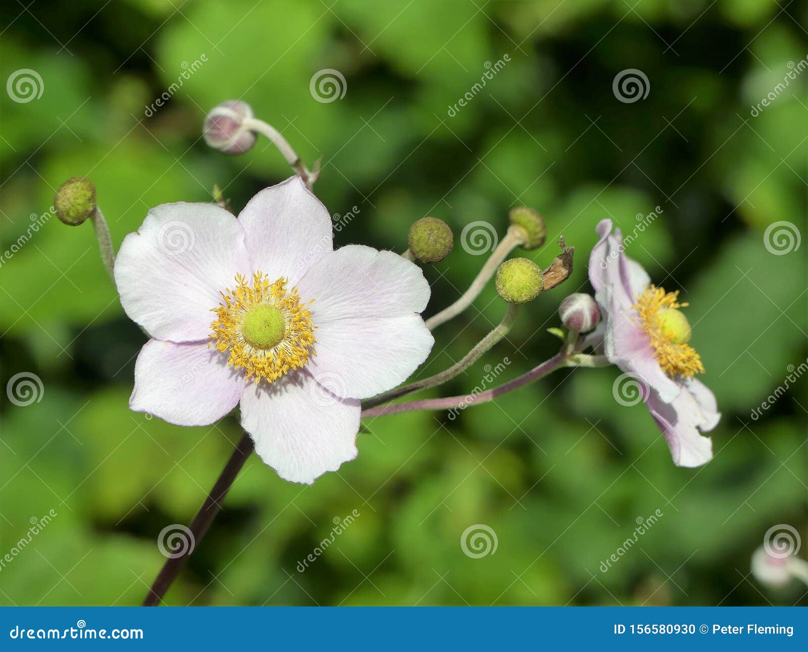 日本银莲花属银莲花属hupehensis开花草本多年生植物的种类库存照片 图片包括有安地斯 深度