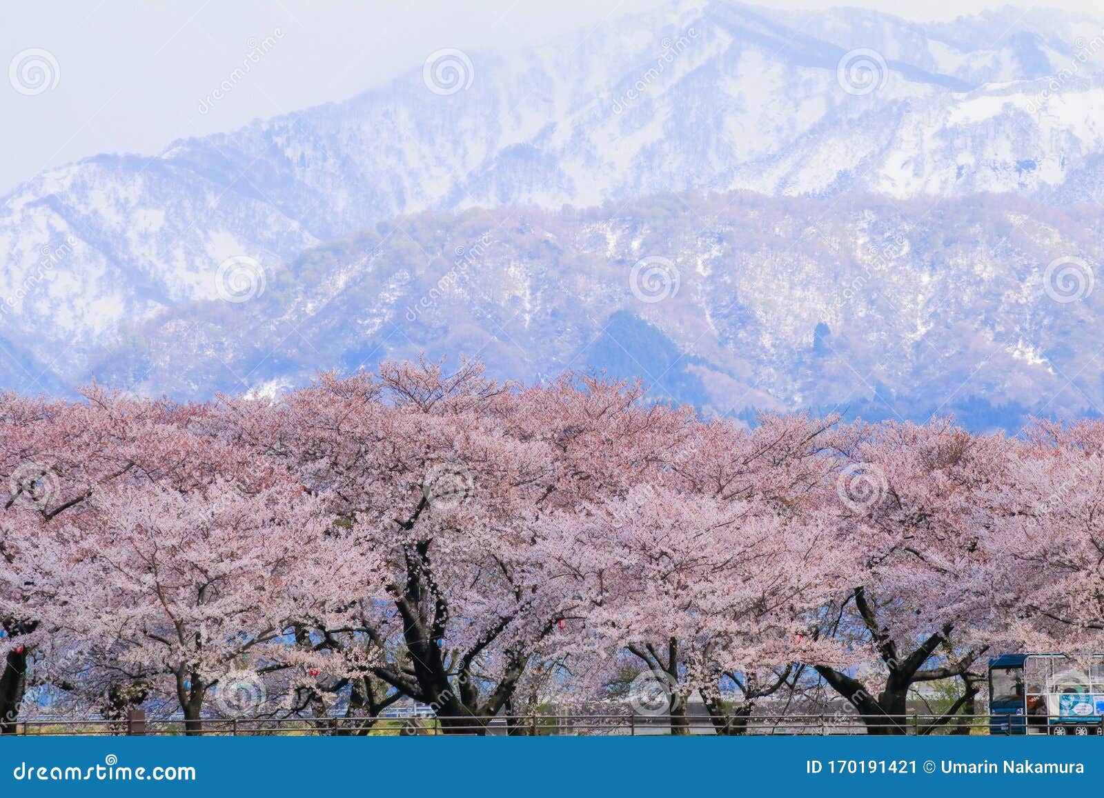日本阿尔卑斯山脉背景的樱花树或樱花 富山县朝日镇库存图片 图片包括有安静 自然 粉红色 聚会所