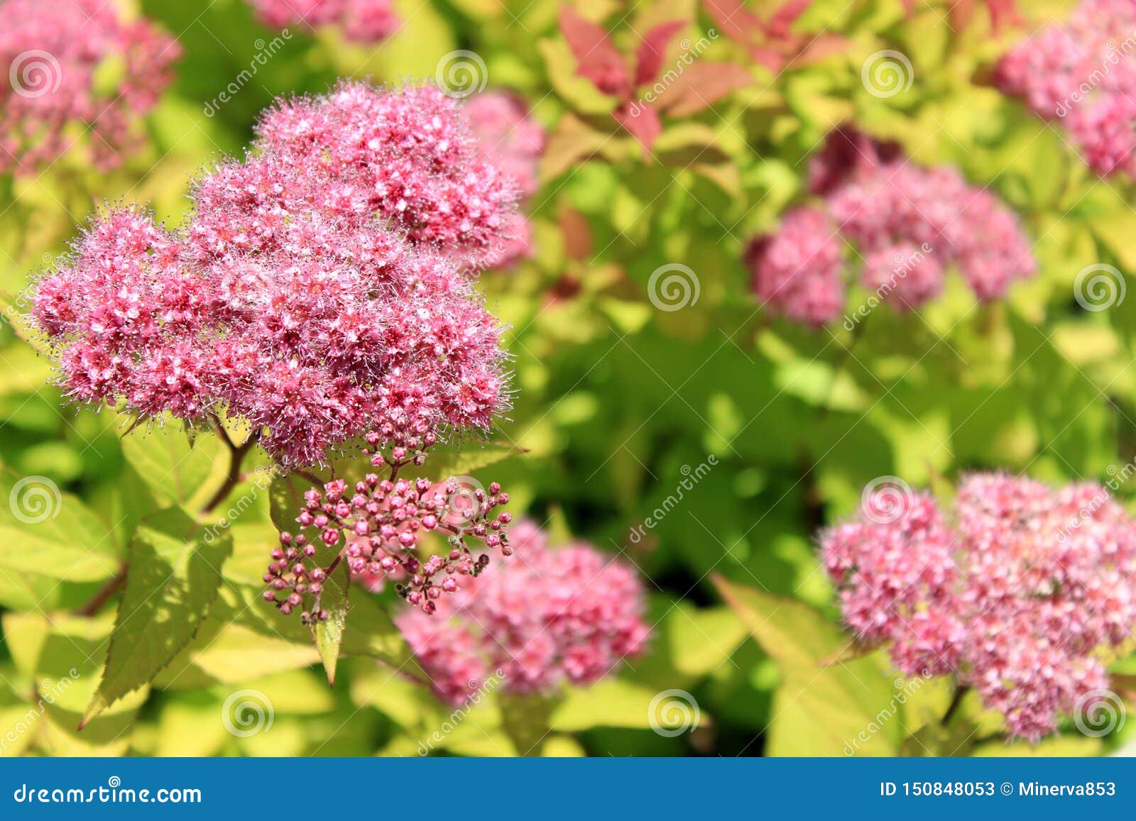 日本spirea或韩语 是家庭蔷薇科的一棵植物种类绣线菊类的植物bumalda的名字的同义词库存图片 图片包括有日语 照亮