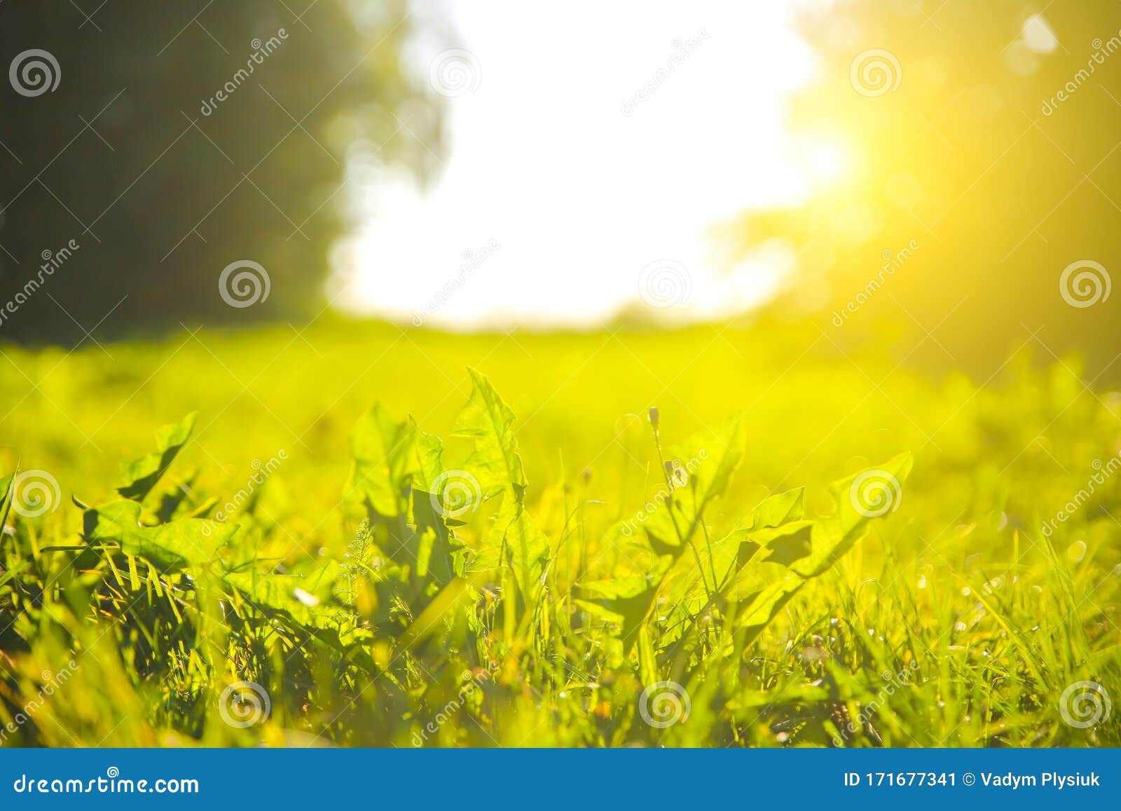 日落灯下的户外绿草阳光明媚的日子里 夏日春草地的风景自然生态友好照片壁纸库存图片 图片包括有阳光明媚的日子里 夏日春草地的风景 壁纸