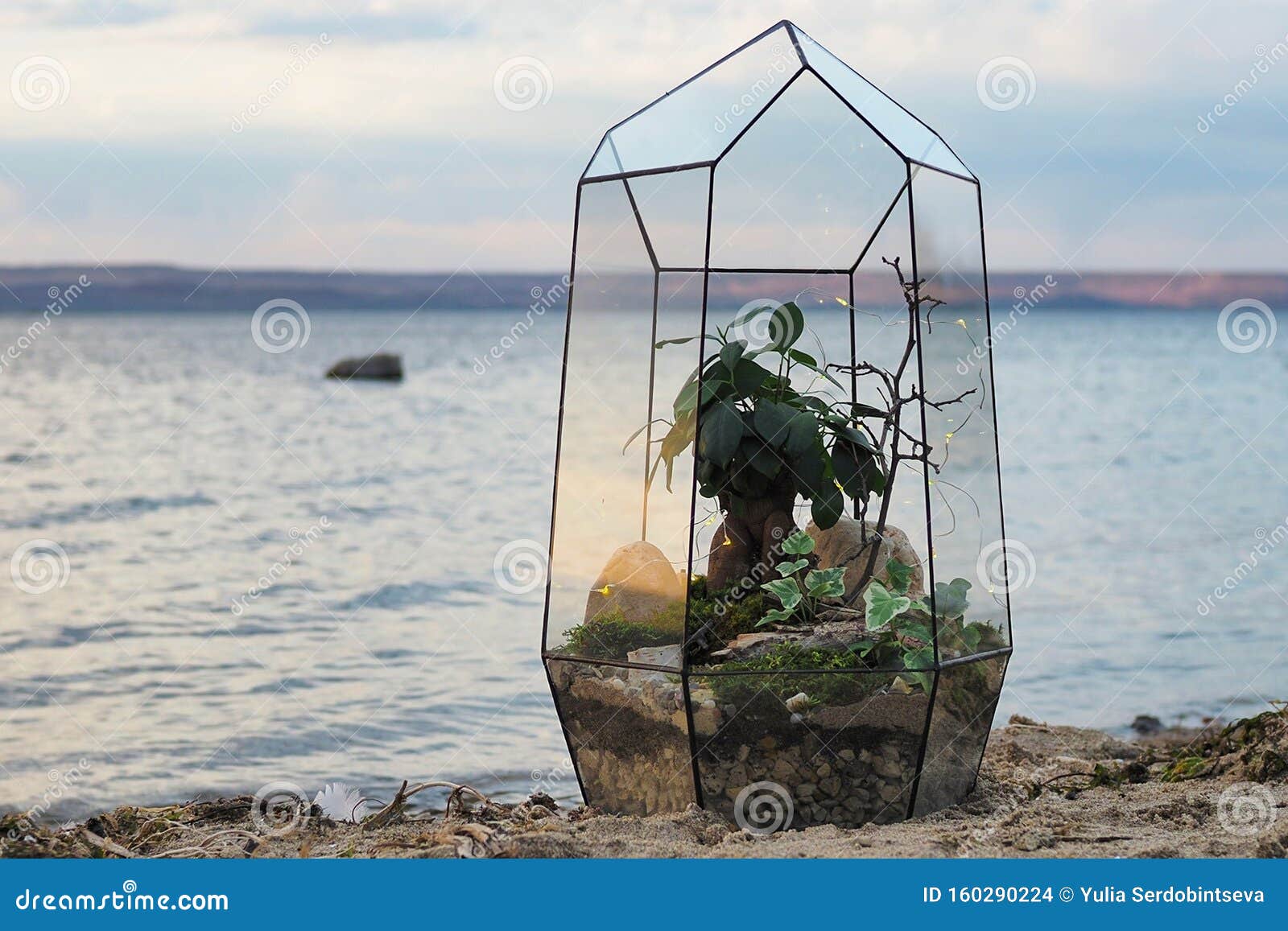 日落自然背景中含多肉仙人掌的玻璃花瓶家用植物库存照片 图片包括有家用植物 日落自然背景中含多肉仙人掌的玻璃花瓶