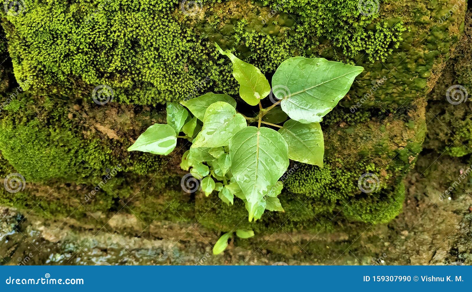 旧苔藓砖墙上种植的山椒库存照片 图片包括有旧苔藓砖墙上种植的山椒