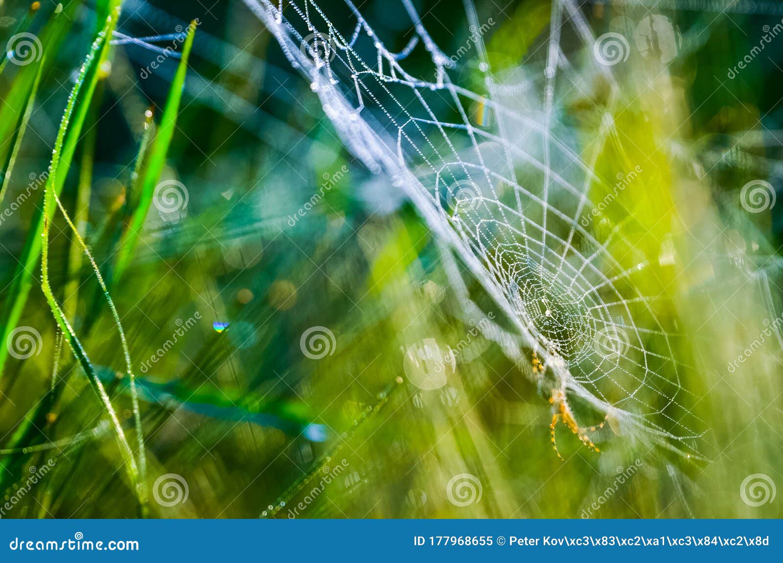 早上撒下的蜘蛛网夏日早晨的漂亮壁纸库存图片 图片包括有夏日早晨的漂亮壁纸 早上撒下的蜘蛛网