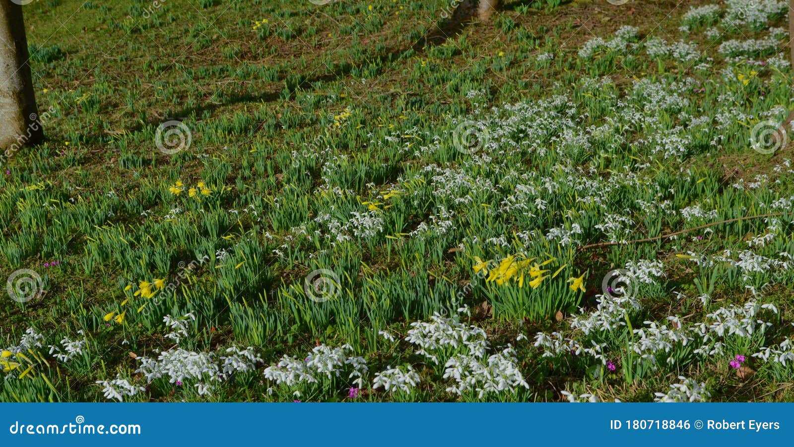 早春冬花 英国森林中的雪花 花果 仙女和水仙库存照片 图片包括有春天 楼层 开花 冬天 英国