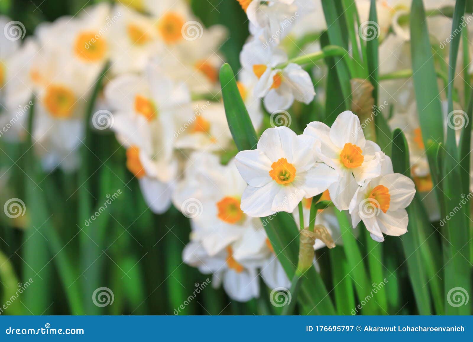 早春小棚花园花床白水仙库存图片 图片包括有庭院 英语 花卉 宏指令 五颜六色 花束 本质