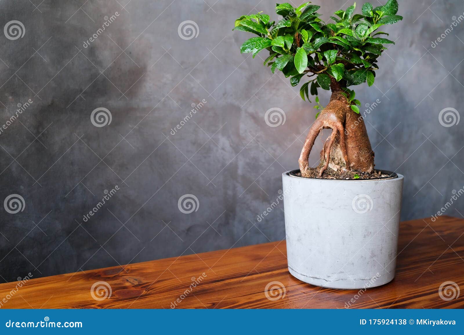时尚室内的盆栽植物复制空间花盆中榕参盆栽家居园艺概念库存照片 图片包括有装饰 绿色 时尚室内的盆栽植物复制空间花盆中榕参盆栽家居园艺概念库存照片 图片包括有装饰 绿色