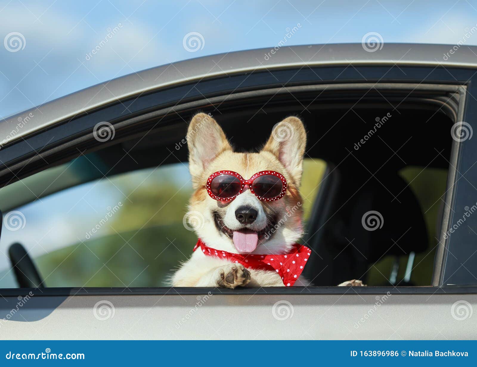时尚风趣的姜犬墨镜狗狗狗狗在旅途中靠在车窗上库存照片 图片包括有金黄 滑稽 头巾 乡下 题头 时尚风趣的姜犬墨镜狗狗狗狗在旅途中靠在车窗上库存照片 图片包括有金黄 滑稽 头巾 乡下 题头