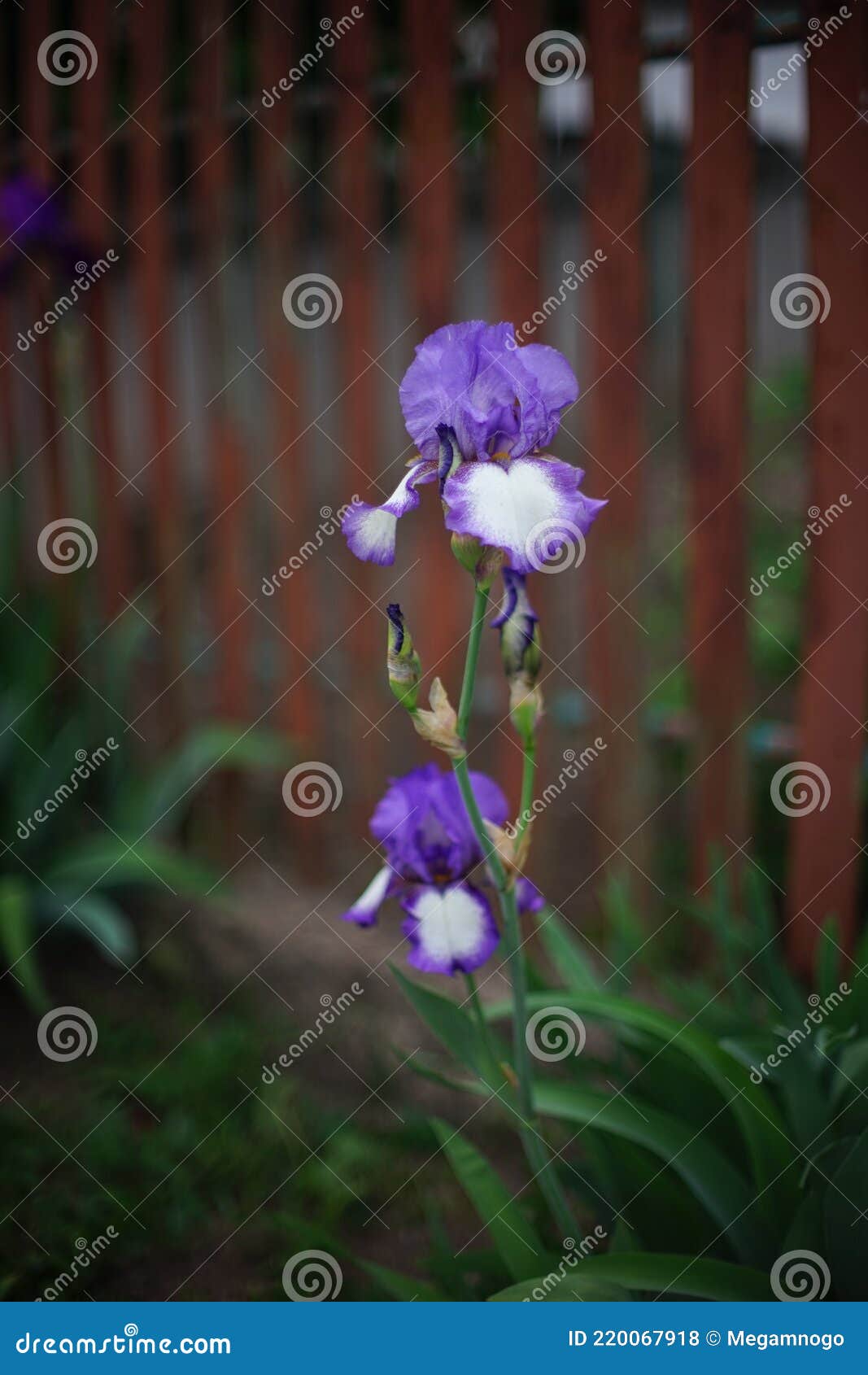 春园中种植的紫花鸢尾花 棕色库存照片 图片包括有香味 花瓣 纠察队员 蠢材 蓝色 户外