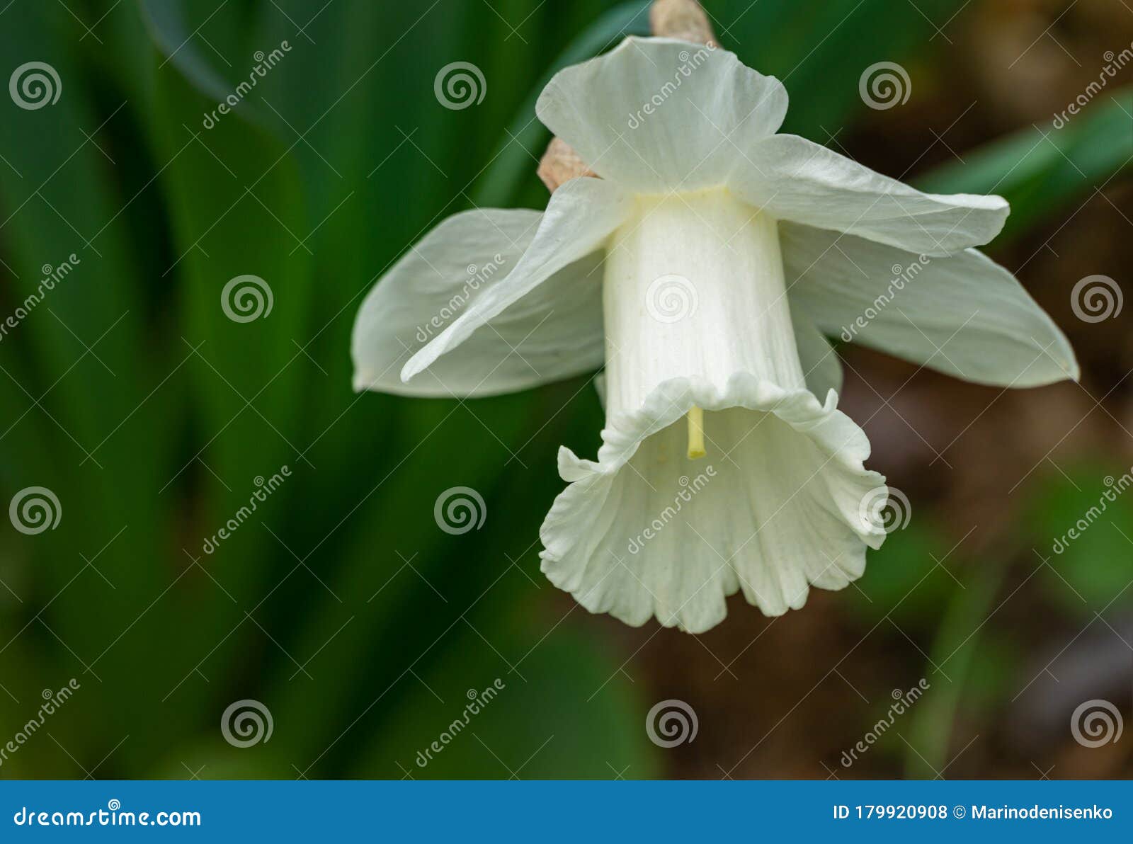 春园美白水仙花特写绿色模糊背景上的白色大水仙或长吻鱼库存照片 图片包括有容吉尔 黄水仙 春园美白水仙花特写绿色模糊背景上的白色大水仙或长吻鱼库存照片 图片包括有容吉尔 黄水仙