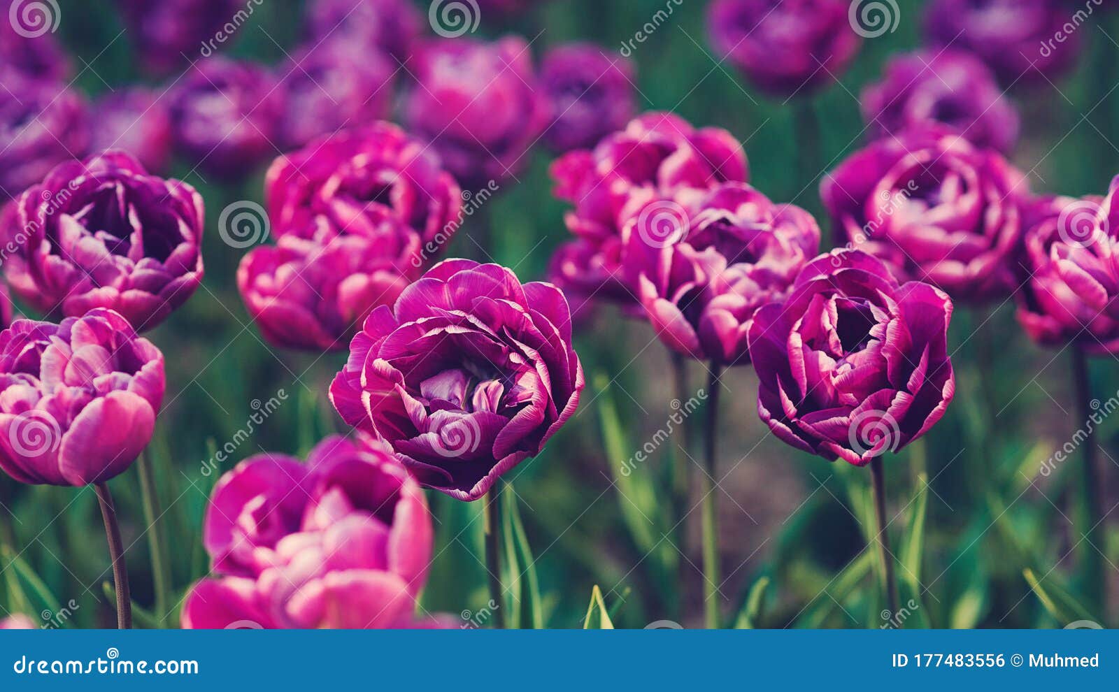 春园春色郁金香园花坛上美丽的粉红郁金香著名的荷兰春花园库存照片 图片包括有横向 粉红色 春园春色郁金香园花坛上美丽的粉红郁金香著名的荷兰春花园库存照片 图片包括有横向 粉红色