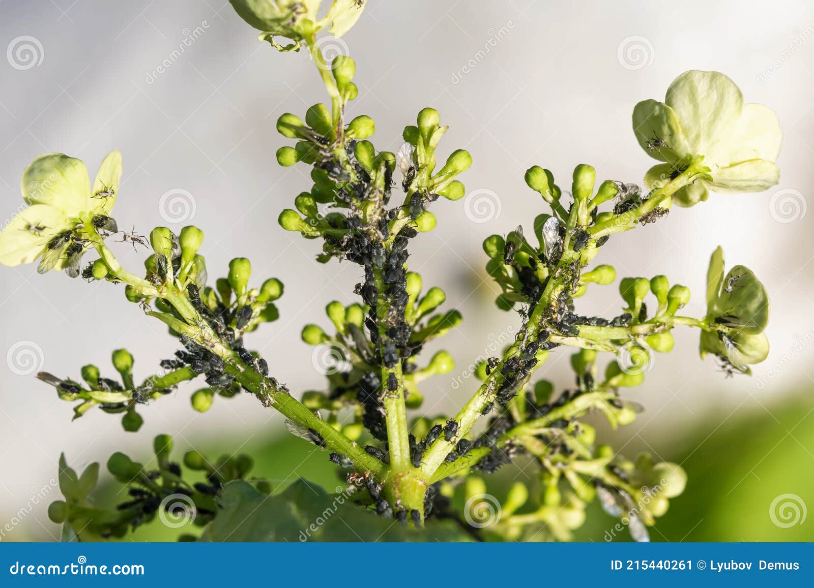 春天小熊花叶上的黑蚜 植物害虫库存图片 图片包括有长度 害虫 节肢动物 植物群 提供 春天小熊花叶上的黑蚜 植物害虫库存图片 图片包括有长度 害虫 节肢动物 植物群 提供