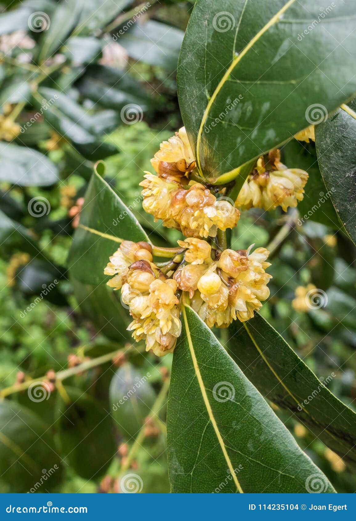 春天开花在雨以后的月桂树花库存照片 图片包括有绿色 新芽 详细资料 叶子 空白 厨房