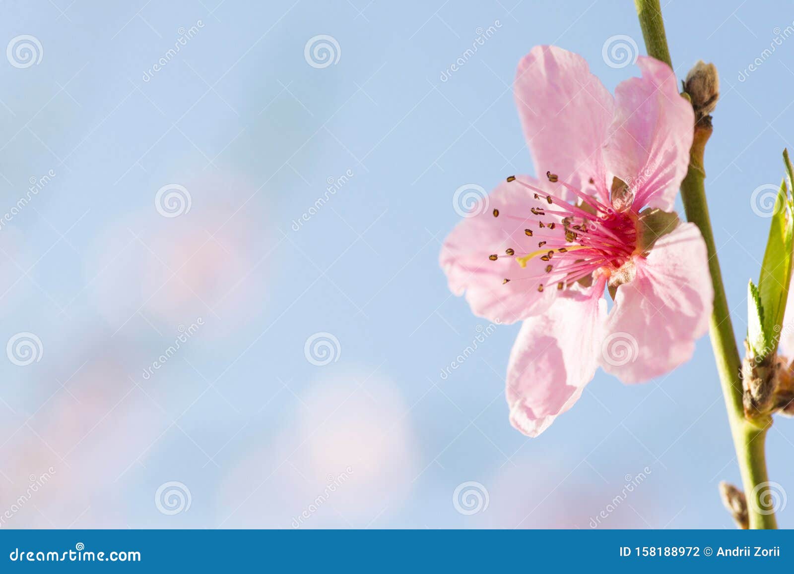 春天开花的桃树早春红花桃花开库存照片 图片包括有关闭 宏指令 原始 果子 室外 油漆 春天开花的桃树早春红花桃花开库存照片 图片包括有关闭 宏指令 原始 果子 室外 油漆