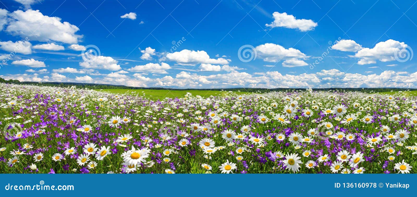 春天有开花的花的风景全景在草甸库存照片 图片包括有草本 图象 蓝色 云彩 植物群 响铃