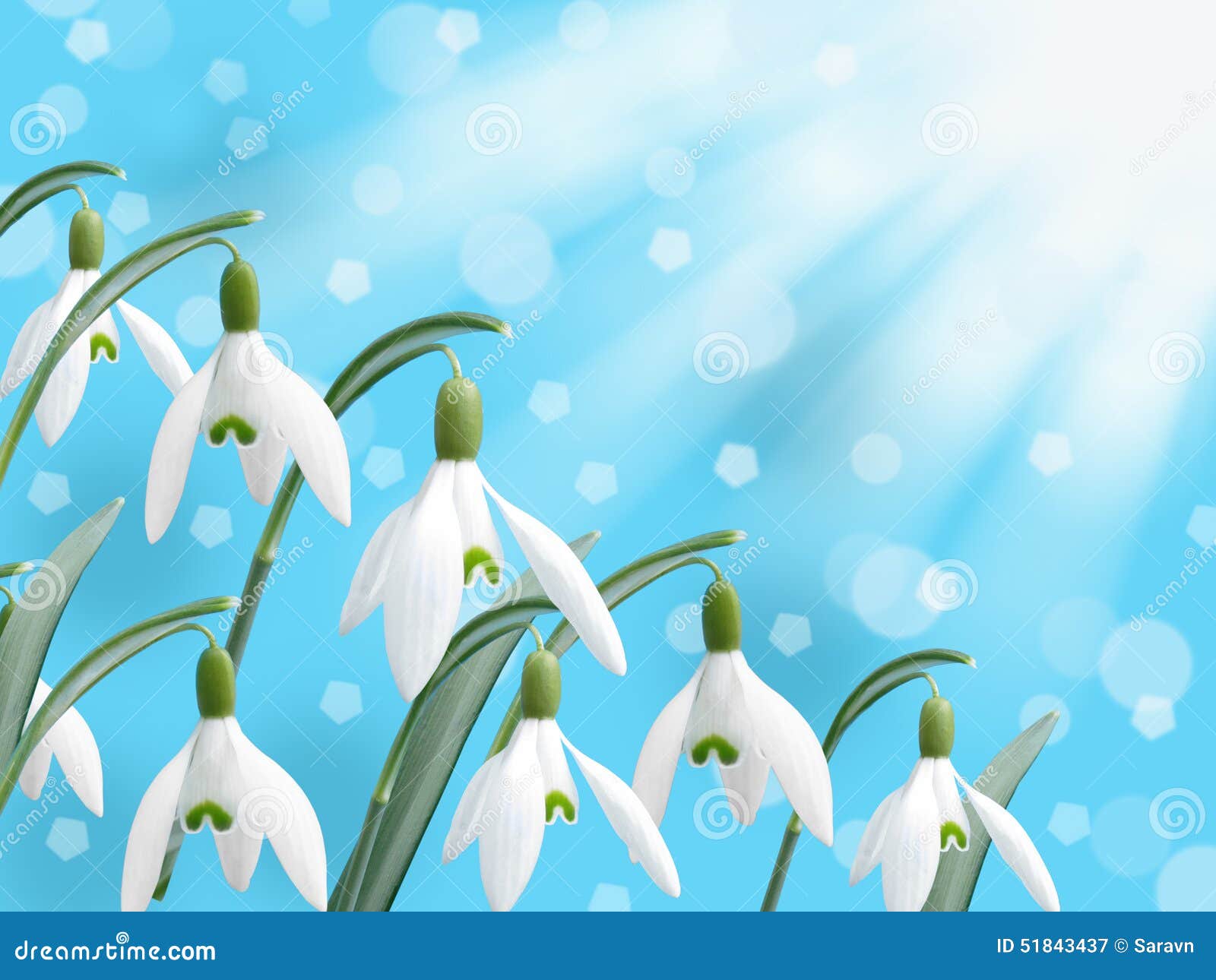 春天白色snowdrop花有抽象雪落的bokeh背景库存图片. 图片包括有绿色
