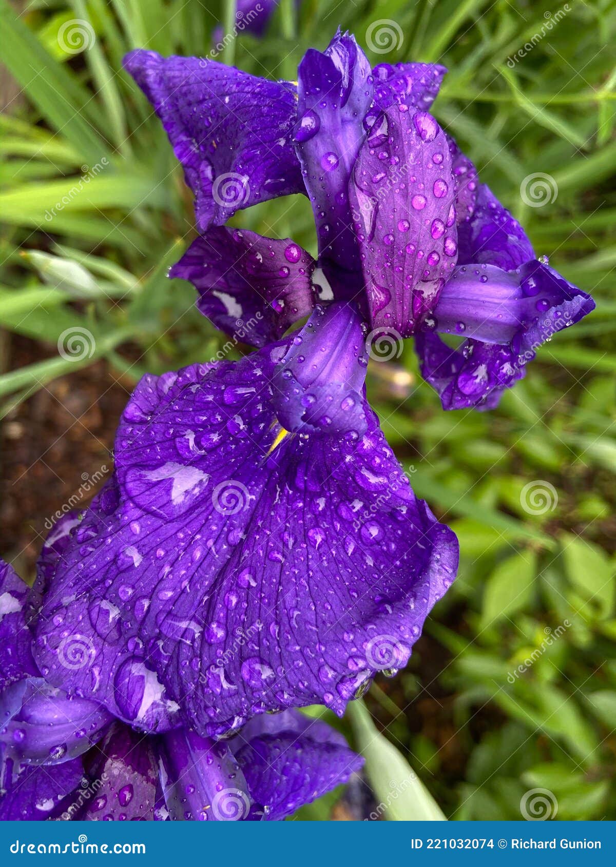 春天的紫鸢花库存照片 图片包括有花瓣 绿色 春天 庭院 开花 照片 紫色 本质 虹膜