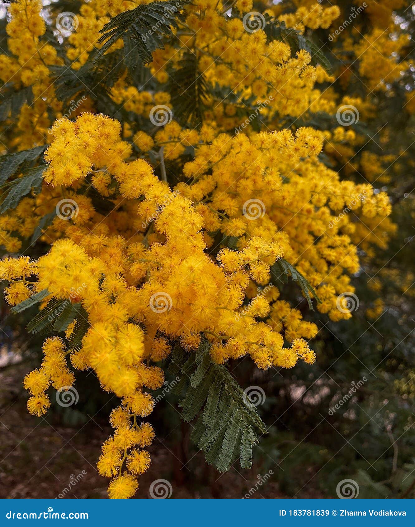 春天的黄梅花库存图片 图片包括有黄色 春天 照亮 芬芳 开花 庭院 结构树 含羞草 春天的黄梅花库存图片 图片包括有黄色 春天 照亮 芬芳 开花 庭院 结构树 含羞草