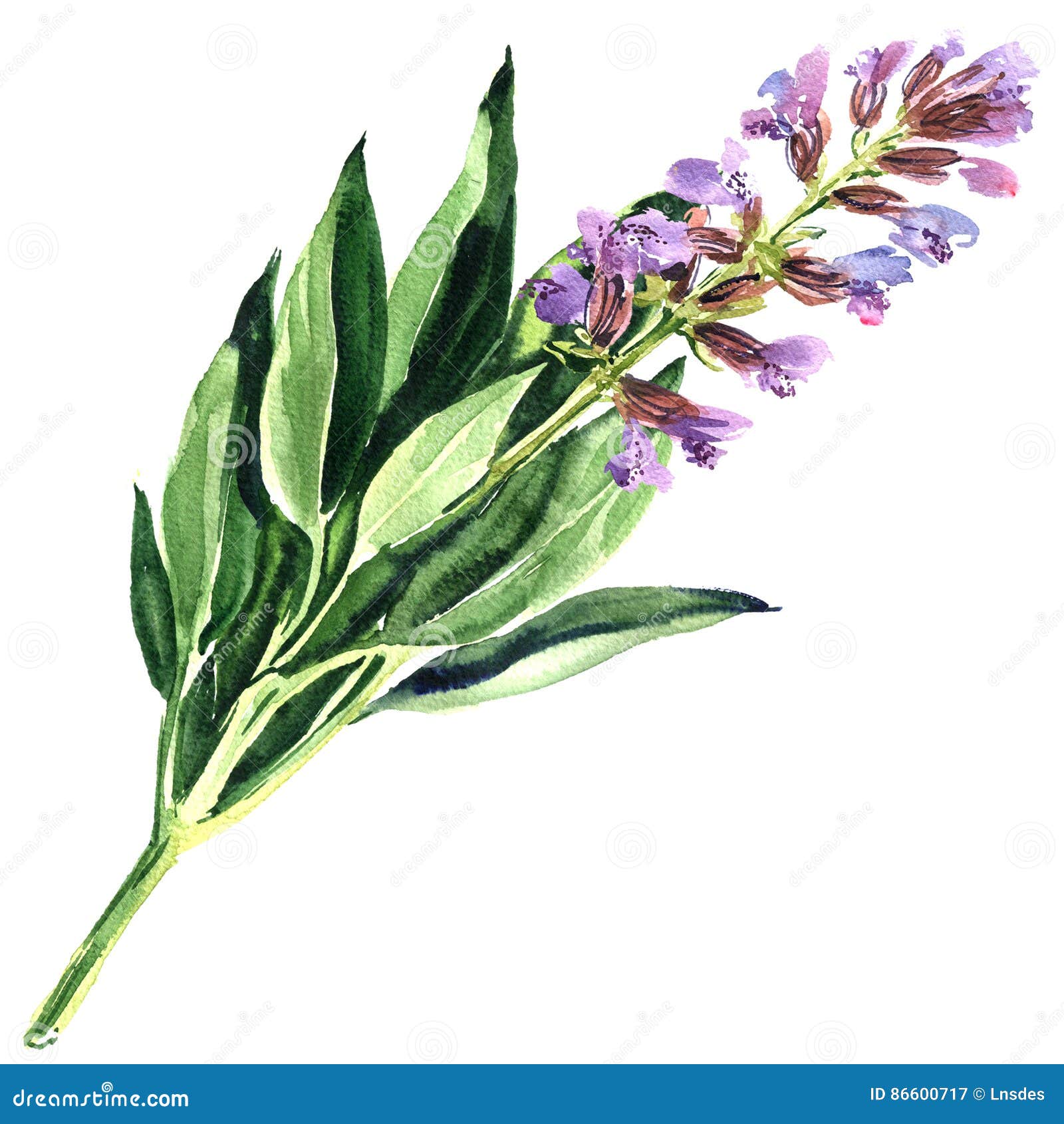 春天被隔绝的紫袍贤人花或蓝色salvia 在白色的水彩例证库存例证 插画包括有 春天被隔绝的紫袍贤人花或蓝色salvia 在白色的水彩例证库存例证 插画包括有