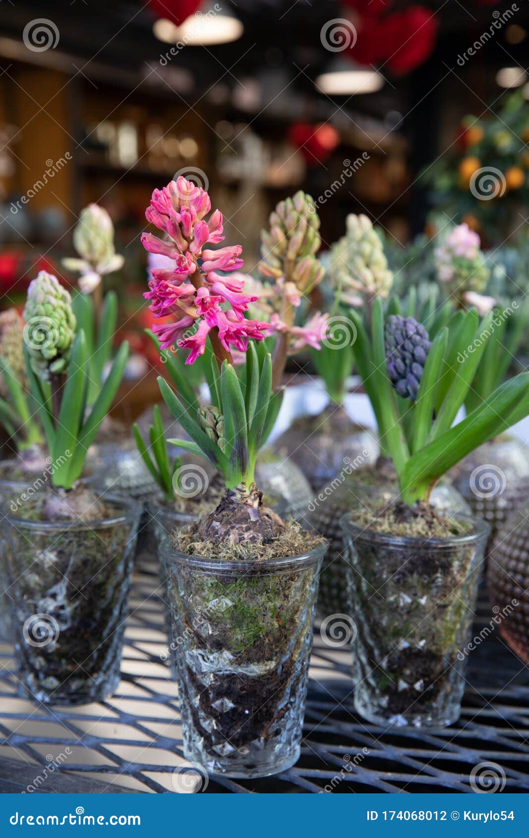 春季花店透明玻璃花盆盆栽红水葫芦库存照片 图片包括有开花 分集 植物群 颜色 绿色 开花的