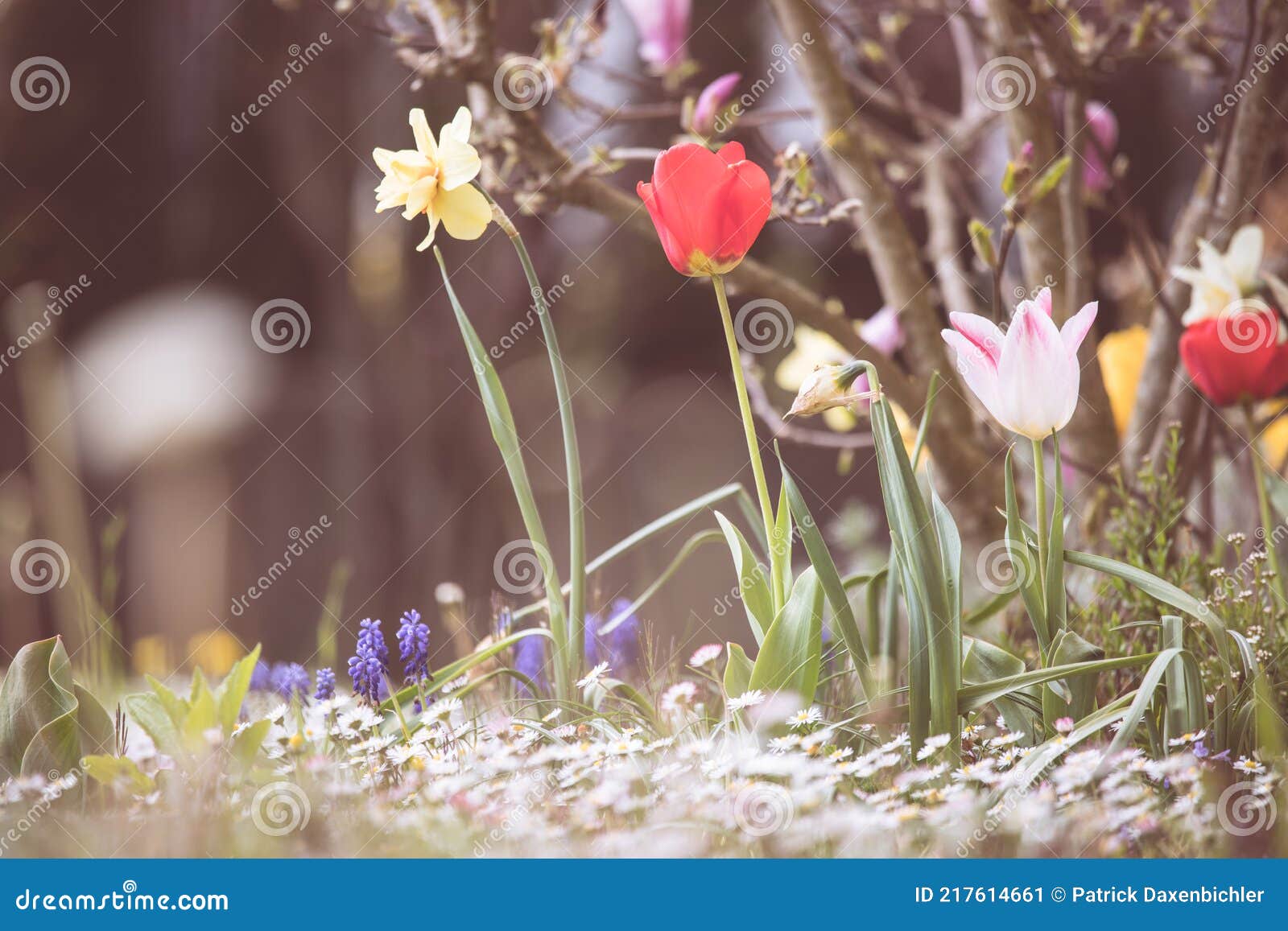 春春花 郁金香鲜花库存图片 图片包括有复制 纯度 字段 遮篷的 户外 绿色 问候