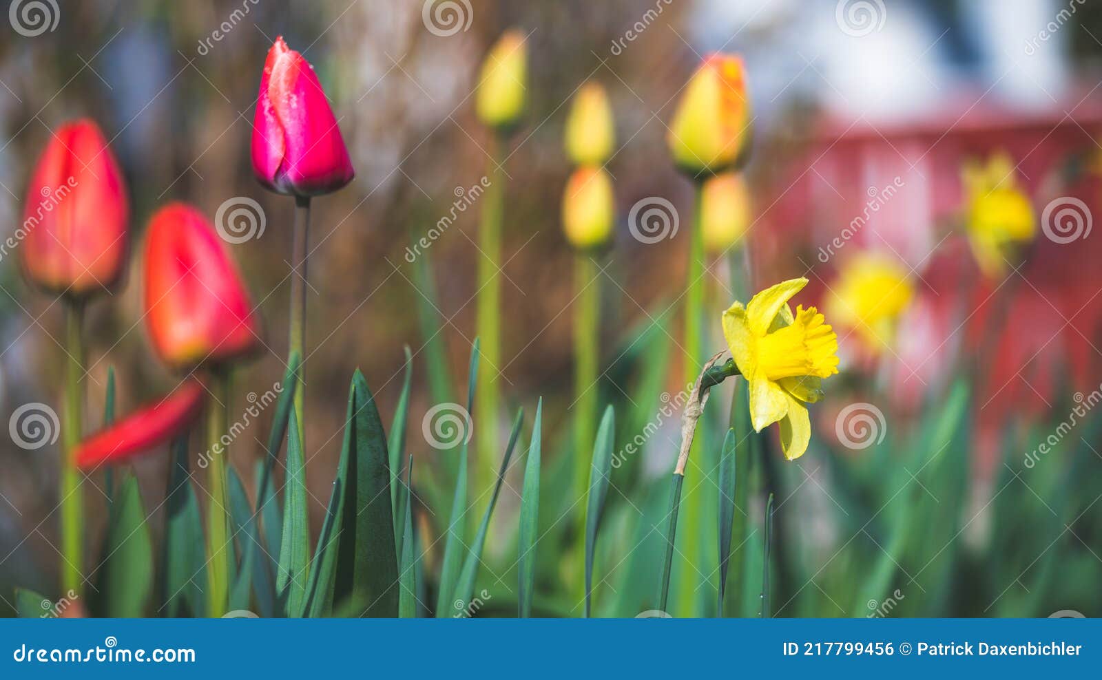 春春花 郁金香鲜花库存照片 图片包括有场面 水仙 开花 增长 风景 复制 纯度