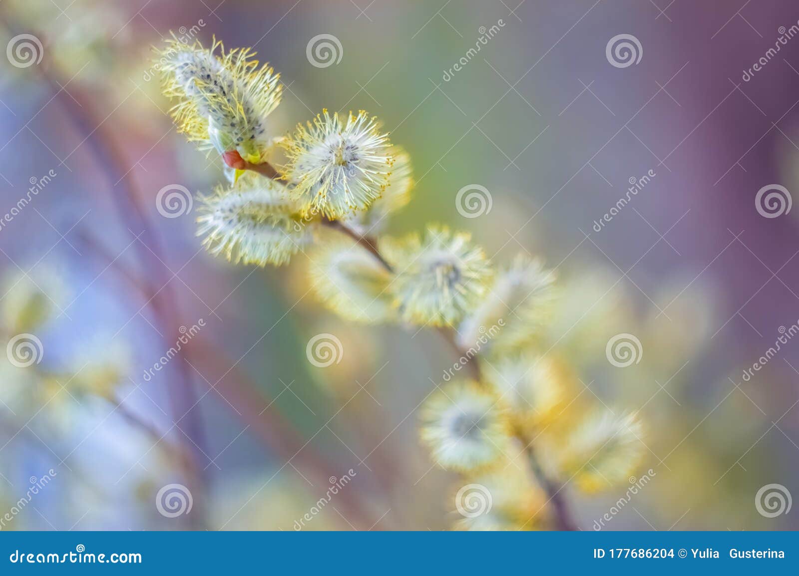 春柳枝花柔软的柳花 在美丽的色彩背景上 在户外软选择聚焦库存照片 图片包括有工厂 季节