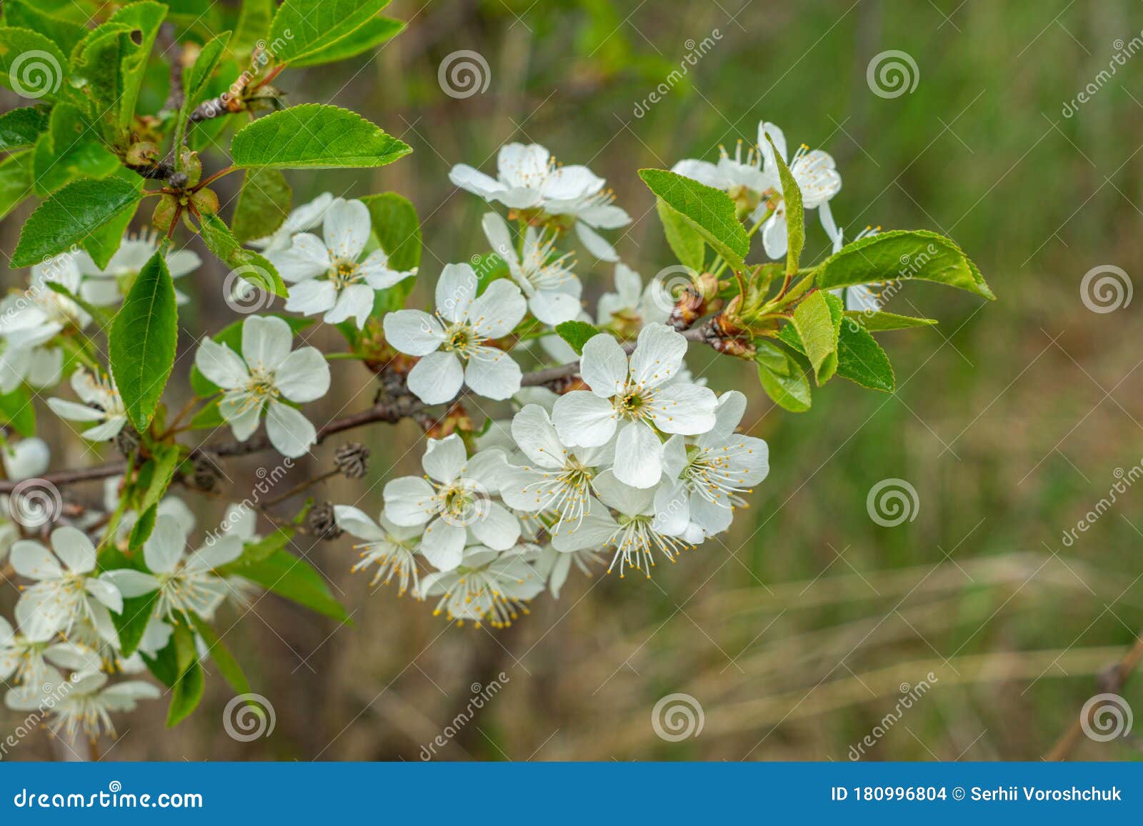 春树白密花库存照片 图片包括有开花 森林 植物群 五颜六色 空白 庭院 背包 浪漫