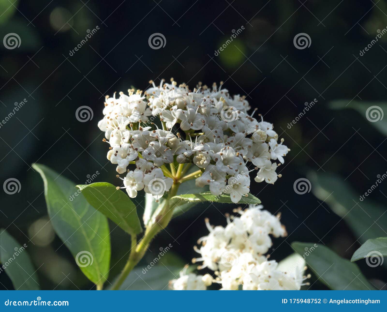 春白薇花绿叶库存照片 图片包括有荚莲属的植物 绿色 植物群 叶子 绽放 春天 空白