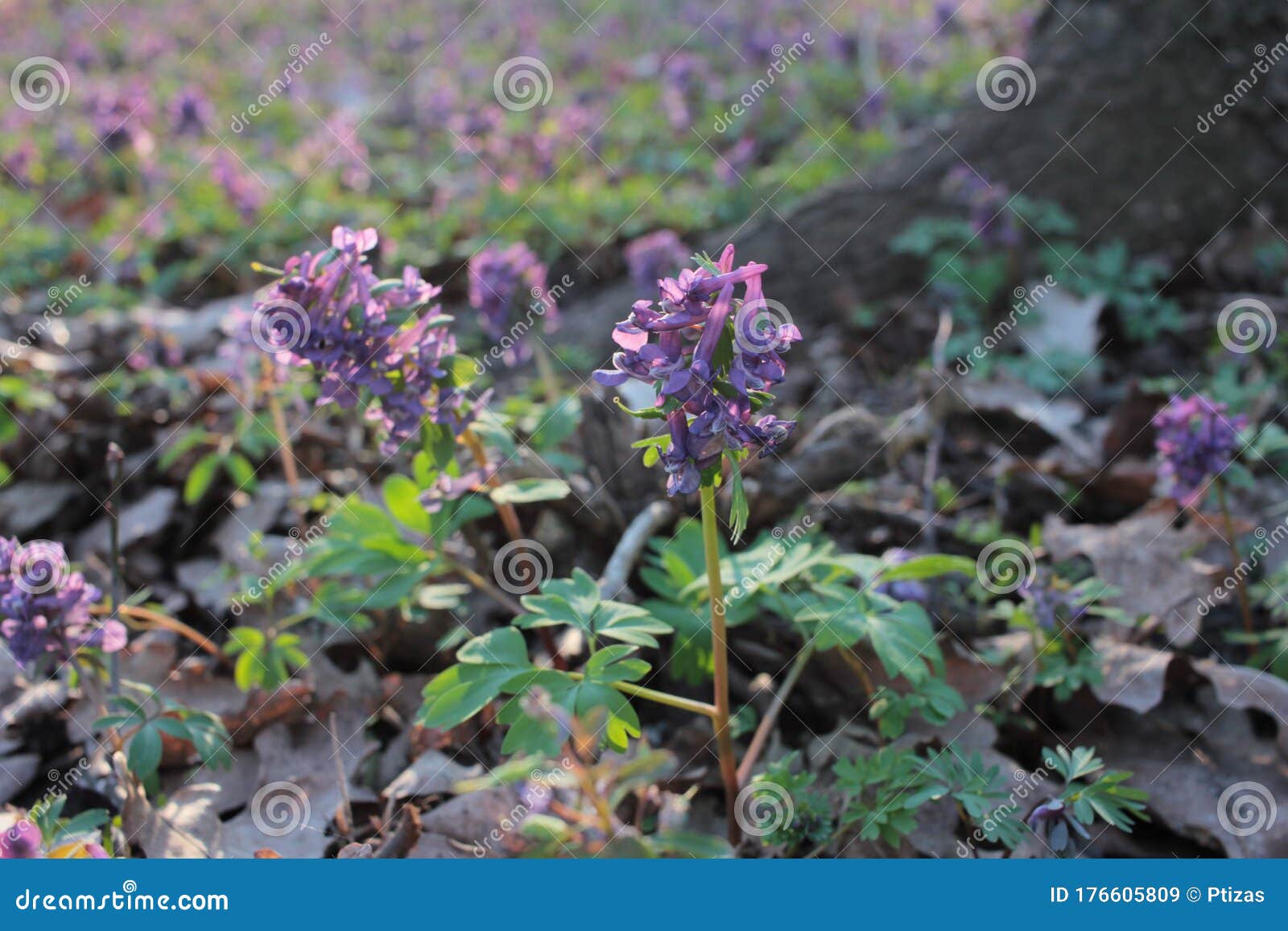 春紫色鸟 玄参花 元胡在林中的特写库存图片 图片包括有绿色 绽放 医药 蓝色 公园 医学