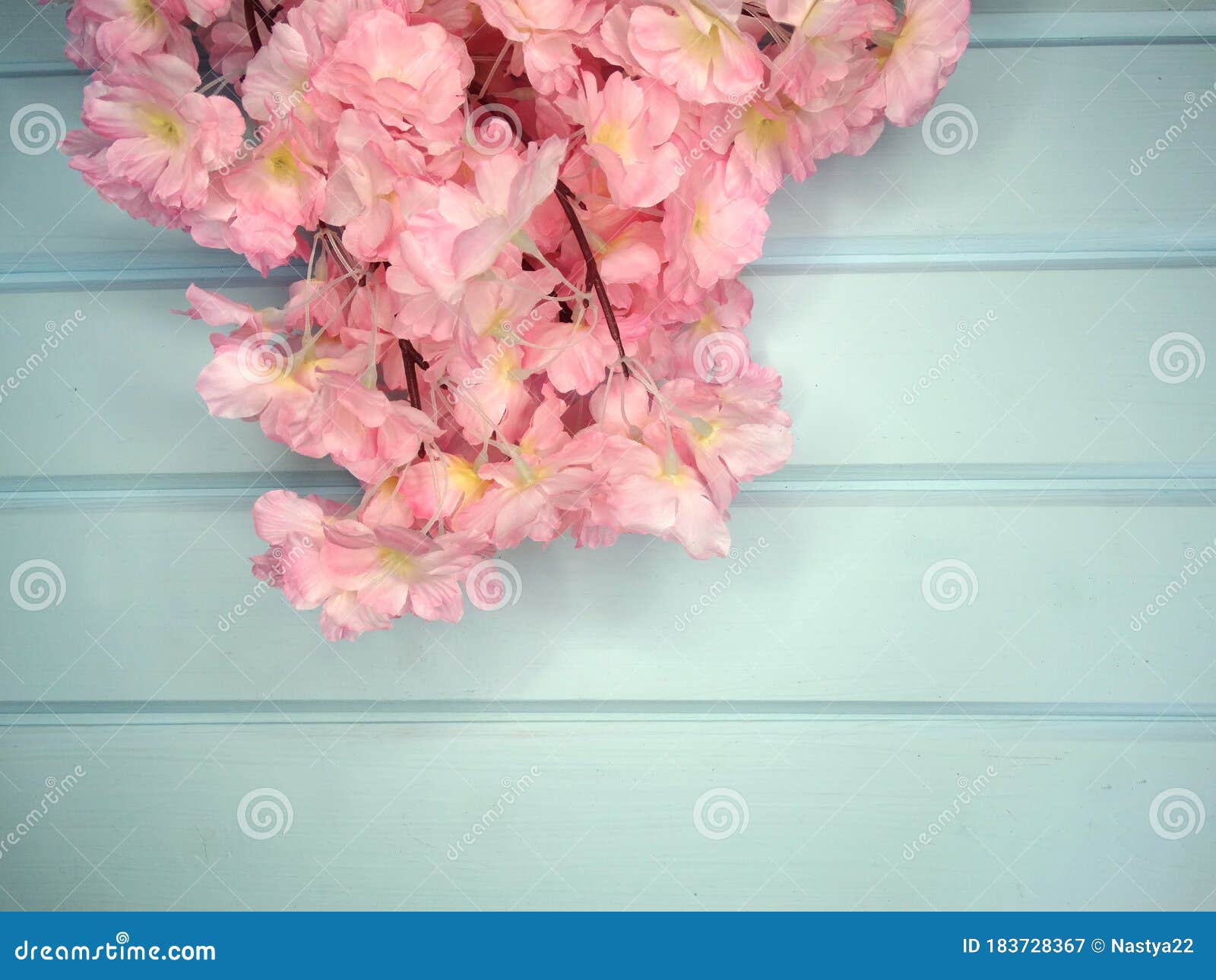 春背景花白樱花树及摘要果库存图片 图片包括有背包 抽象 花瓣 绿色 樱桃 庭院 叶子 春背景花白樱花树及摘要果库存图片 图片包括有背包 抽象 花瓣 绿色 樱桃 庭院 叶子