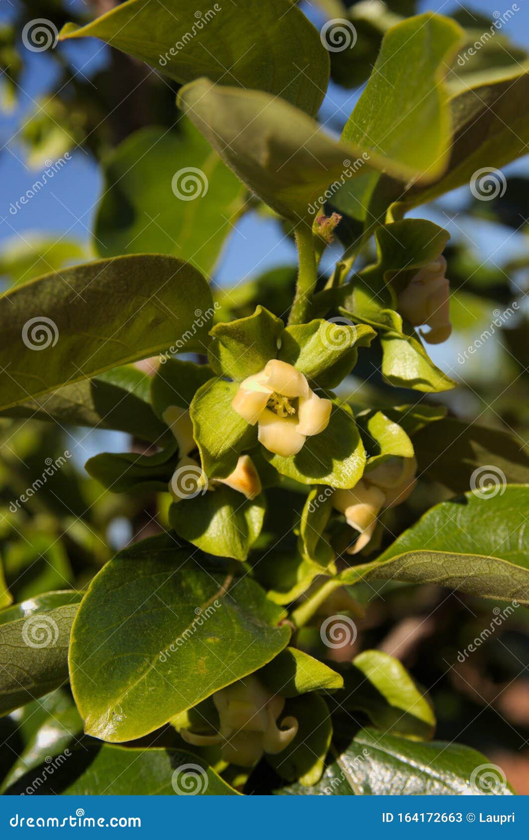 春花出柿枝的特写库存图片 图片包括有户外 花蜜 绽放 东方 绿色 增长 工厂 叶子 春花出柿枝的特写库存图片 图片包括有户外 花蜜 绽放 东方 绿色 增长 工厂 叶子