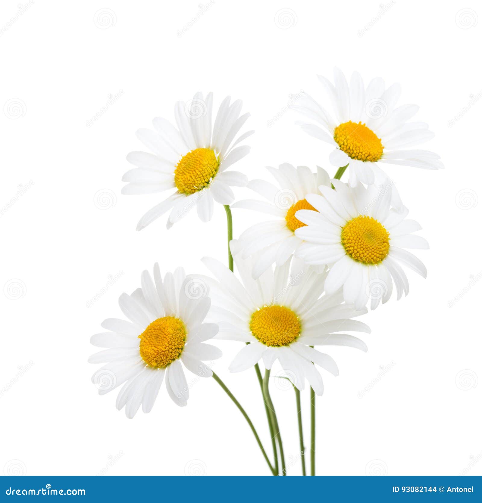 春黄菊在白色背景隔绝的春白菊花束库存照片 图片包括有