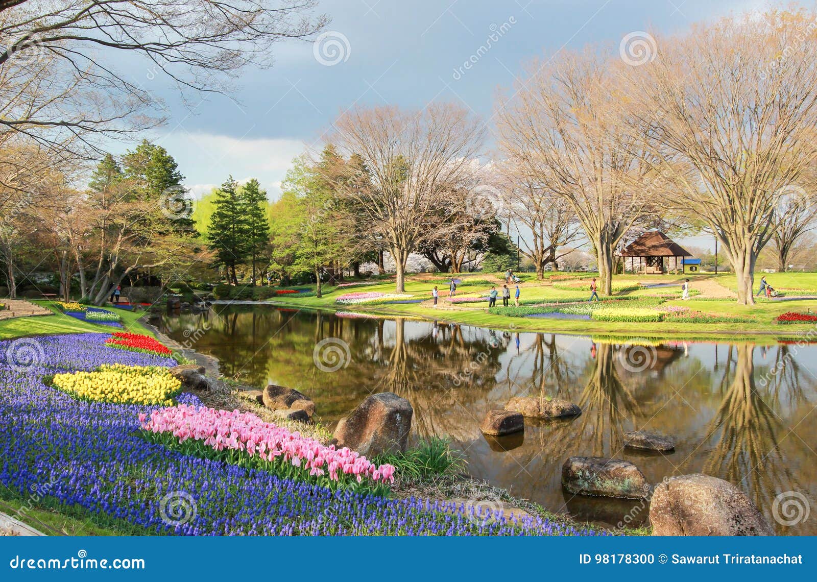 昭和kinen Koenshowa纪念公园的 立川市 东京 日本郁金香庭院在春天编辑类图片 图片包括有日本 纪念 昭和kinen Koenshowa纪念公园的 立川市 东京 日本郁金香庭院在春天编辑类图片 图片包括有日本 纪念