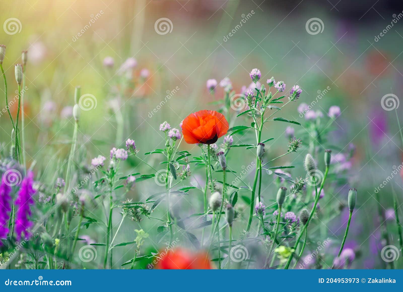 晨光时野夏花和红罂粟库存图片 图片包括有室外 和平 庭院 本质 草甸 愉快 颜色 字段